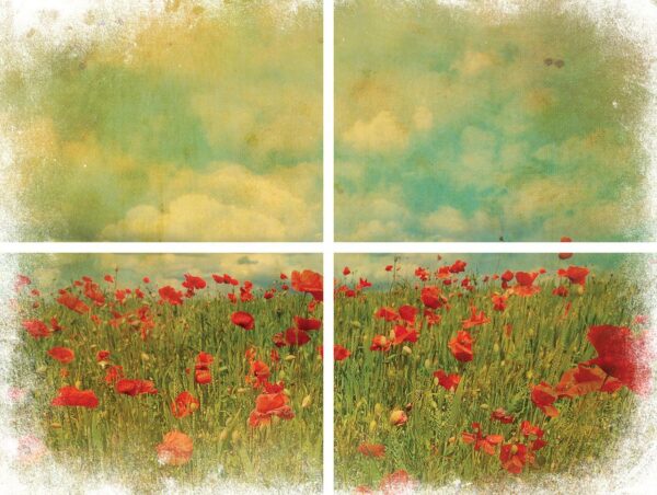 Belles and Whistles - Field of Flowers - Image 3